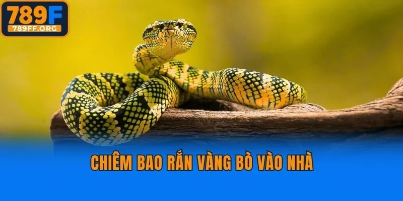 Chiêm bao rắn vàng bò vào nhà